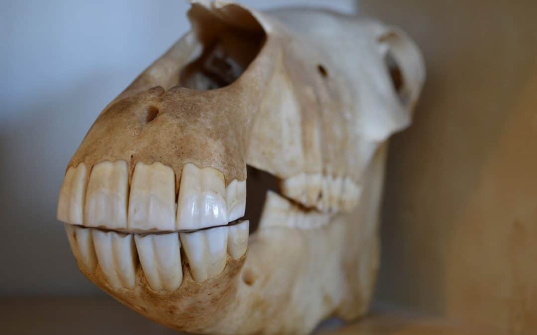 What does it take to get into The Royal (Dick) School of Veterinary Studies?