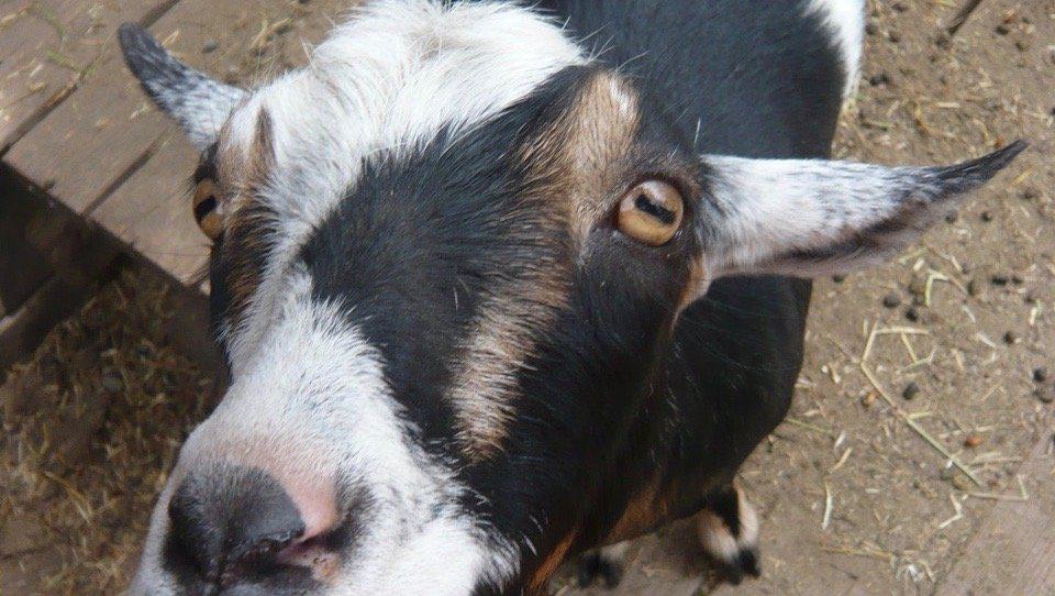 Sara went from raising goats to WSU College of Veterinary Medicine