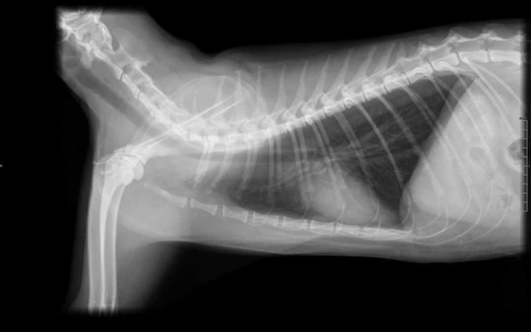 During his Internship, Dr. Farrelly, Found his Calling as a Veterinary Oncologist