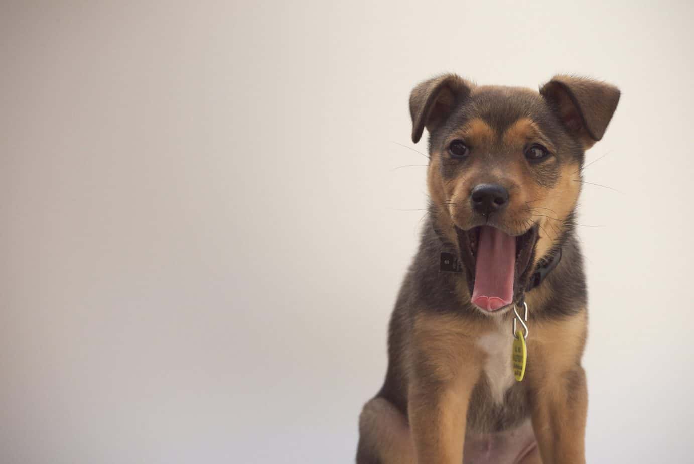 Kelli Got Into Lincoln Memorial Vet School After Applying 6 Cycles