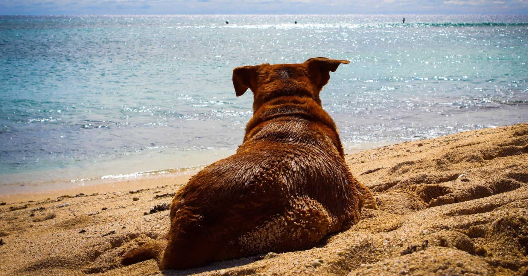 Dr Johnson Got Into Ross University Vet School She Graduated In 2015