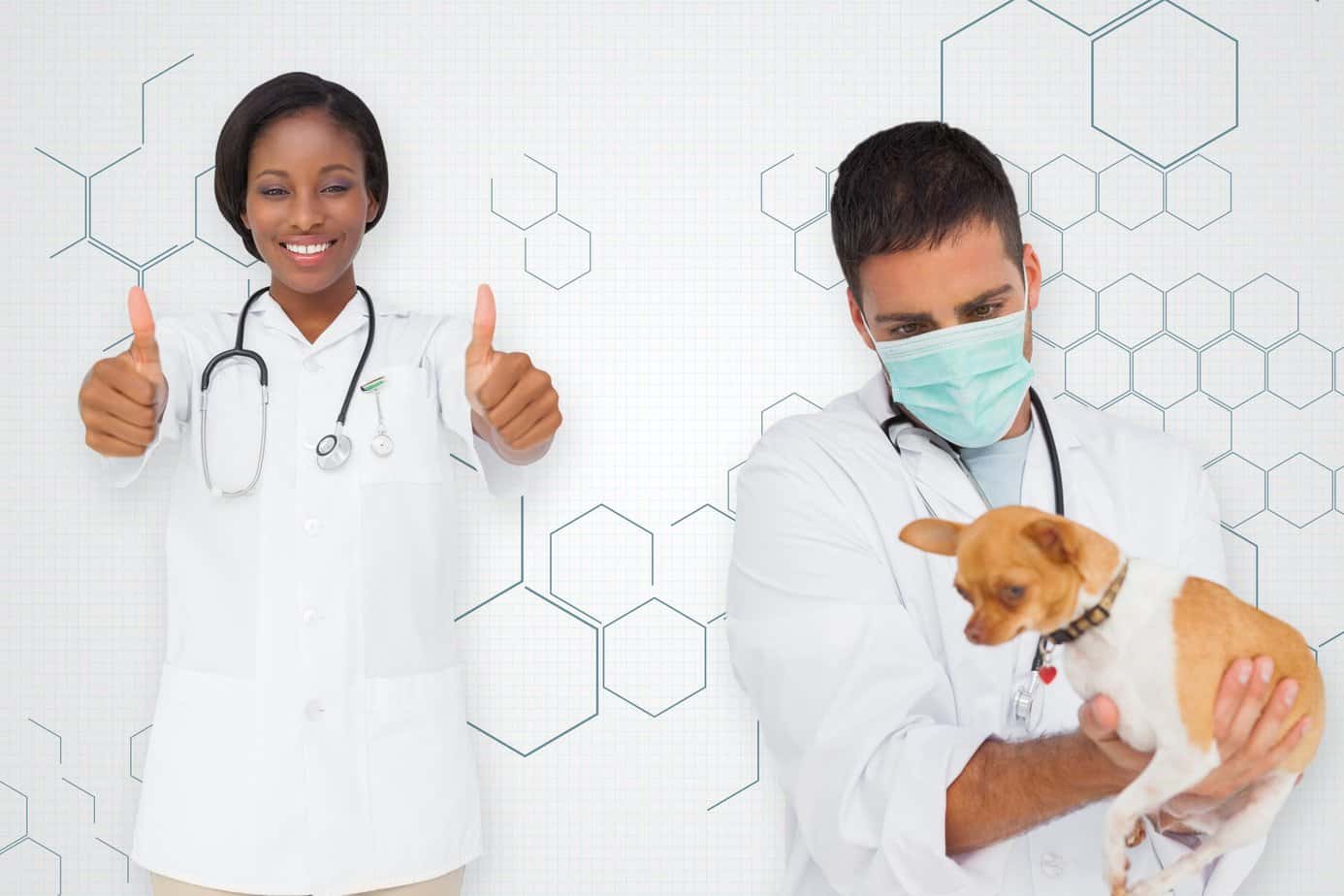 How Long Does It Take To A Veterinarian?