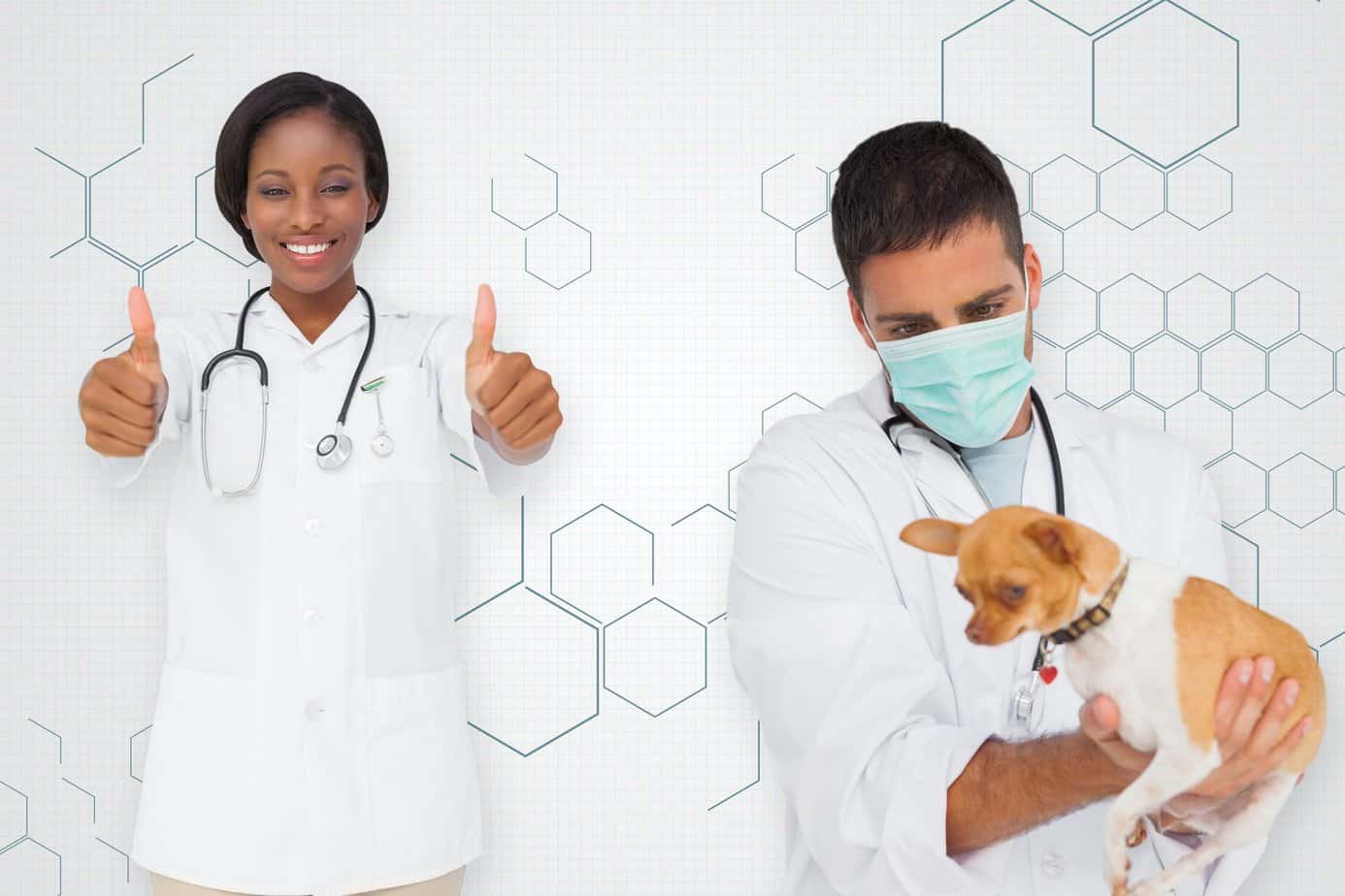 How Long Does It Take To Become A Veterinarian