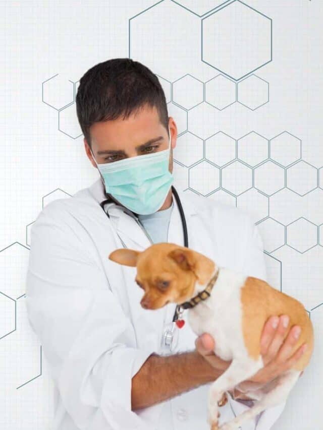 IS Veterinary School Hard To Get Into?