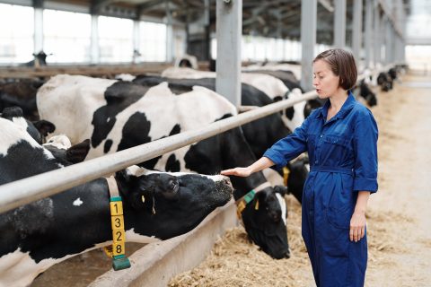 The Best Veterinary Coveralls Out There High Quality Veterinary Clothing   Veterinarian Wearing Coveralls In A Barn Full Of Cows 480x320 