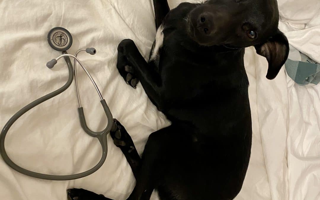Do Vets Use Stethoscopes?