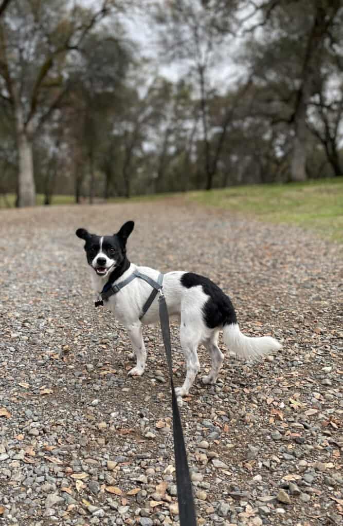 Molly Mettler's dog named Kenny. Molly is a UC Davis vet school student. Kenny is a black and white Jack Russell mix.