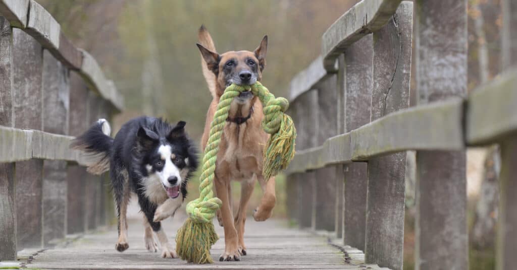 Animal behavior books, malinois-and-border-collie running with a rope toy