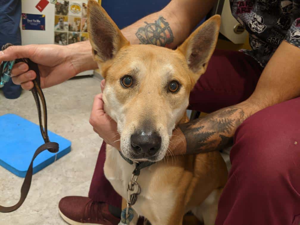 Carolina dog at the vet - Reasons to Become a veterinarian