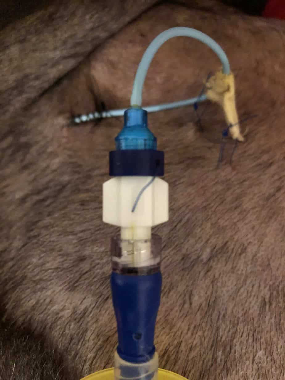 What Tools Do Veterinarians Use? A Veterinary Tools and Equipment List!