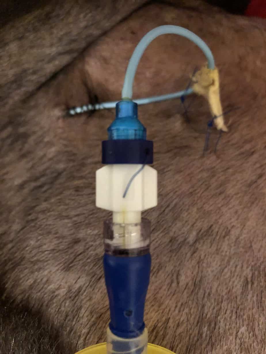 What Tools Do Veterinarians Use? A Veterinary Tools and Equipment List!