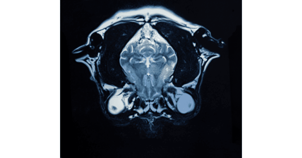 An MRI of a dog's head