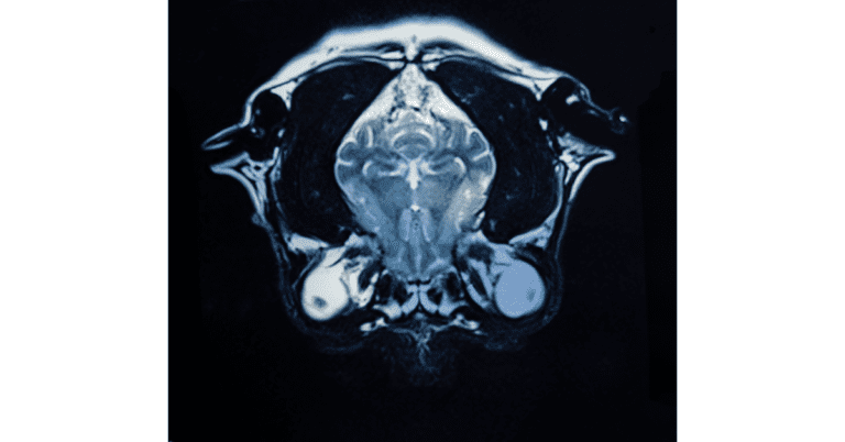 what-is-a-veterinary-radiologist-and-how-much-do-they-make