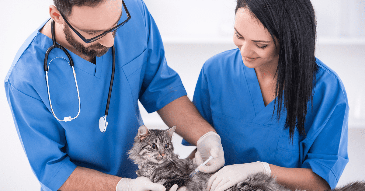 how-long-does-it-take-to-become-a-vet-tech