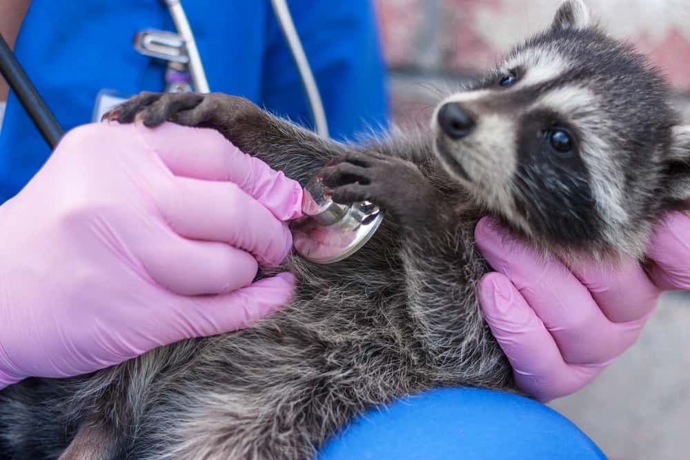 A raccoon is examined with a stethoscope by a zoo vet - How to Become a zoo vet?