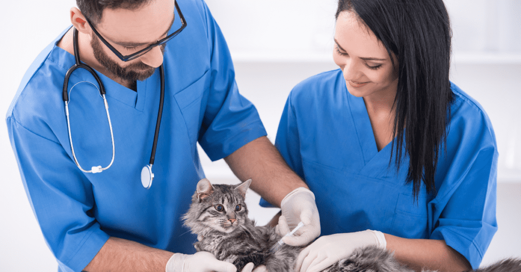 veterinary technicians treating a cat during their vet tech school