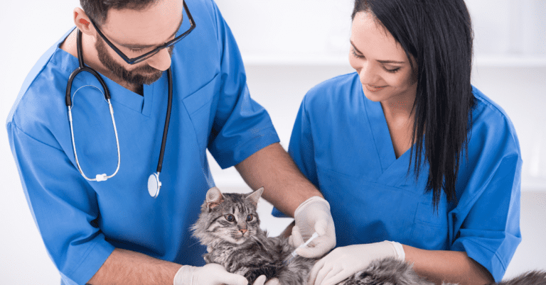 14 Vet Schools In New York - (A Quick Guide To All NY Veterinary Schools)