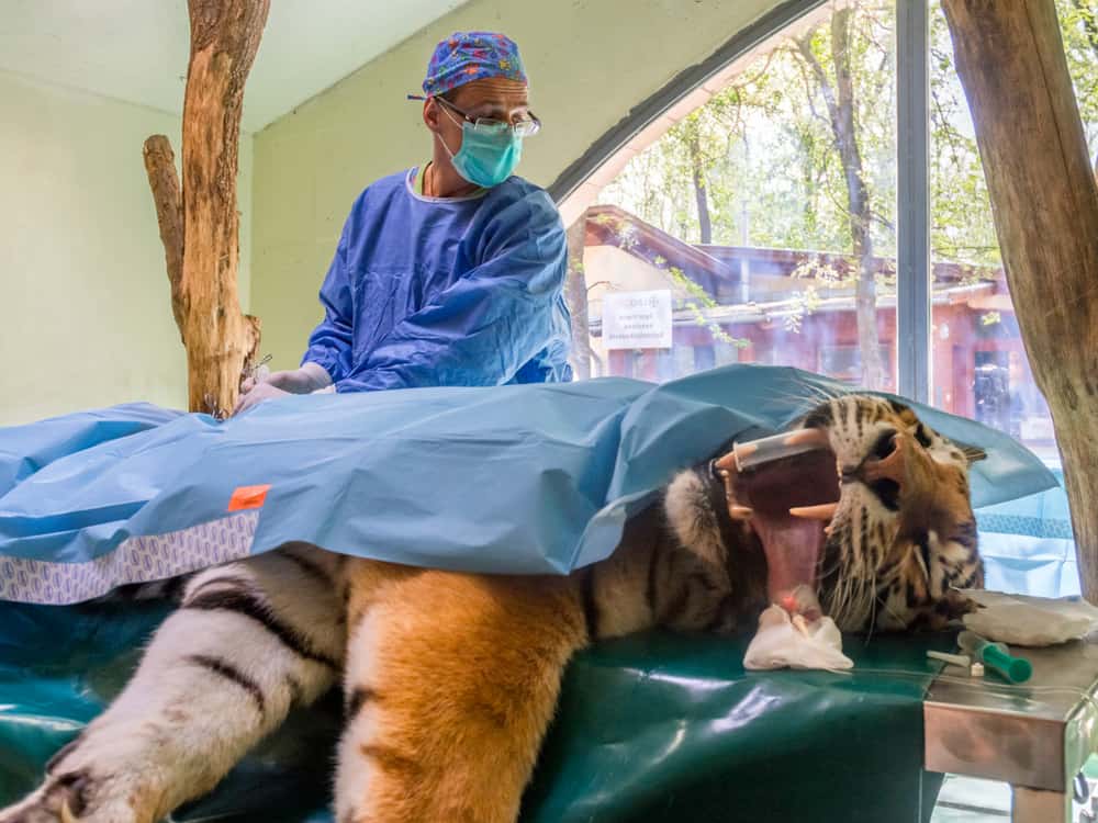 Veterinarians With Zoo Animals