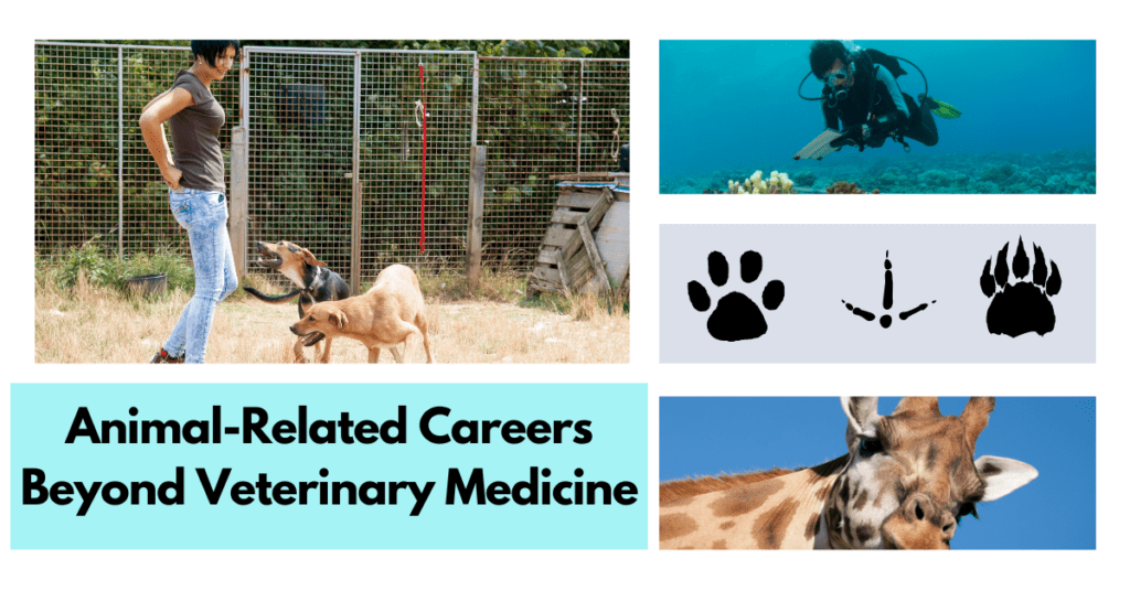 jobs working with animals that aren't vets