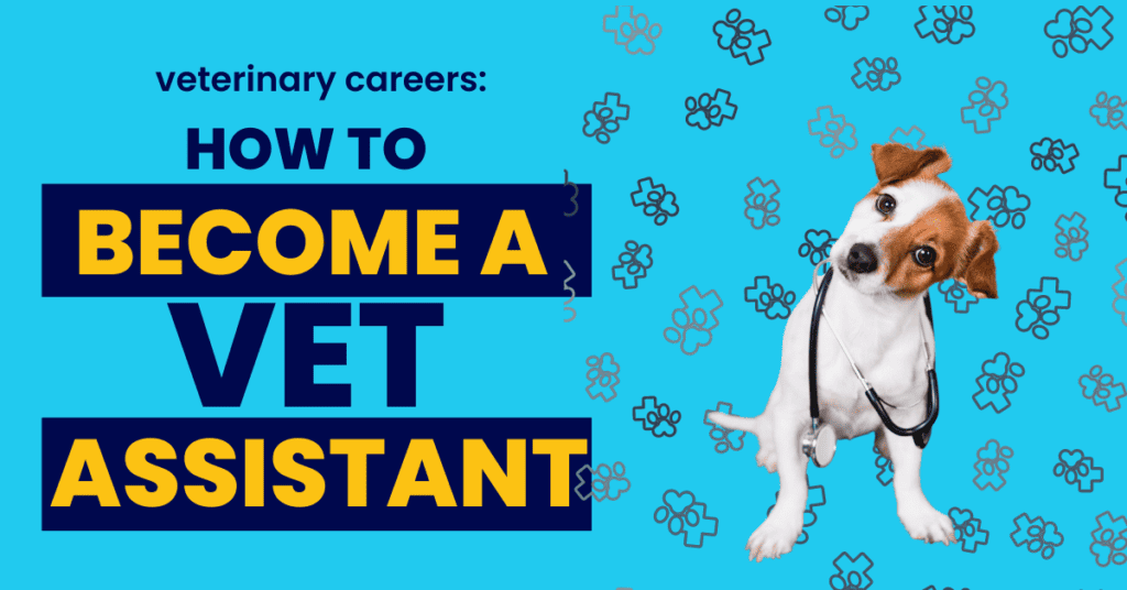How to become a veterinary assistant