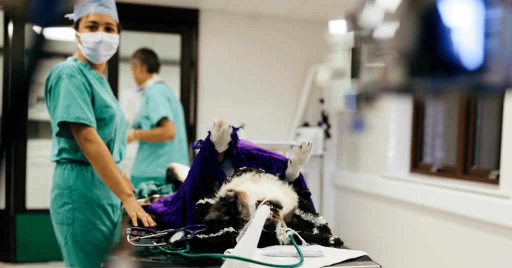 veterinary assistants can help with monitoring during surgery