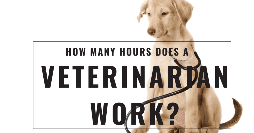 How Many Hours Does a Veterinarian Work